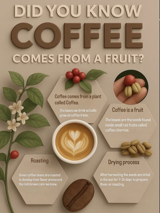 LATTEKAFE formula combines premium Coffea Arabica with an exclusive selection of functional mushrooms - Image 2